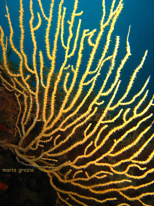 Eunicella singularis e Eunicella cavolinii